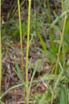 Variableleaf sunflower